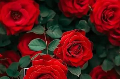 红玫瑰2朵一般送给谁，通常送给恋人