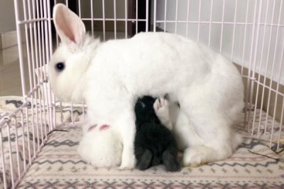 哺乳母兔怎么管理，增加青绿饲料、精饲料的饲喂量可增强体质