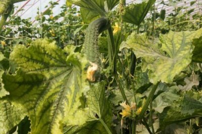 黄瓜叶子发黄的原因及防治方法，浇水过多或者施肥过度均会导致