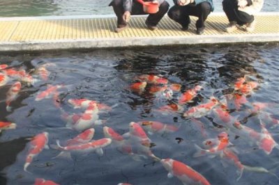 锦鲤身上有白霜如何解决,可单独饲养并用杀菌药物浸洗治疗