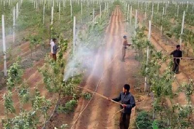 有哪些叶面肥，常见的有尿素、过磷酸钙等