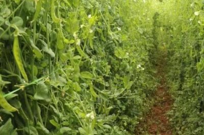 荷兰豆什么时候种植,分为春秋两季播种