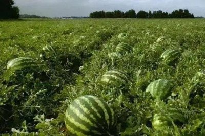 好吃的水果有哪些，常见的有丑橘、冰糖心苹果、雪莲果等