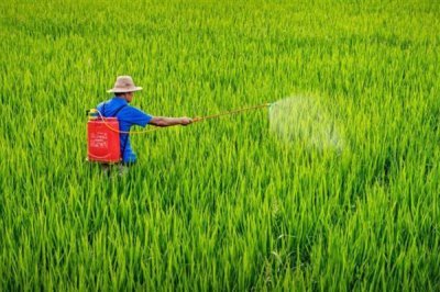 使用阿维菌素要注意什么,随配随用并且在傍晚打药