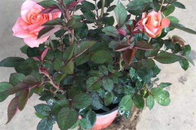 怎么养殖四季小玫瑰，平时每个星期浇水1-2次