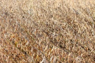 双602大豆品种简介，建议播种前对种子进行包衣处理