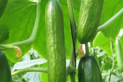 种植黄瓜的方法,缓苗后要中耕松土