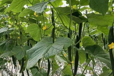 黄瓜被风吹蔫了怎么解决,建议给黄瓜搭建棚舍