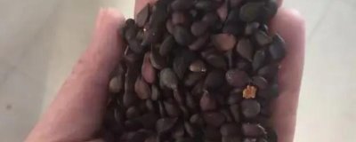 山梨种子怎么挑选,选择外观好、颗粒饱满且无虫眼的种子