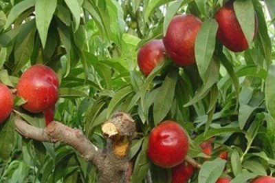 血桃的成熟时间，一般在5-6月份成熟上市