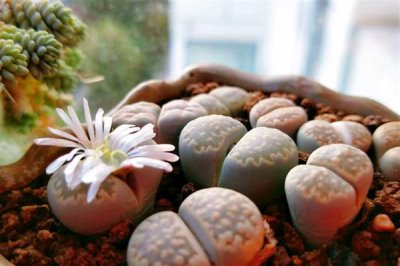 夏季如何养护生石花，适当遮阴能避免植株被晒伤