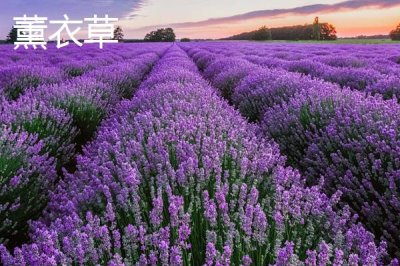 学校的树木有哪些,白杨树、柳树、杜鹃花等品种较常见