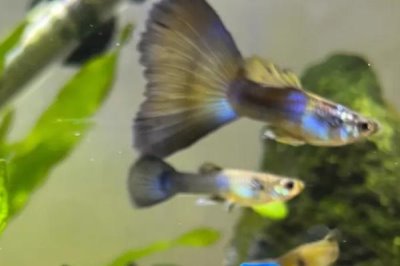 小孔雀鱼变色过程,会经历2个发色阶段