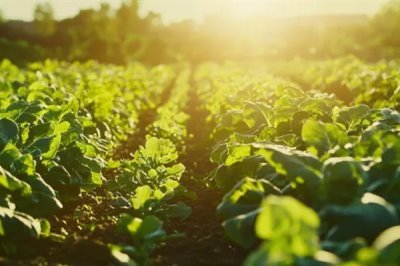 农药残留是什么,是指农药使用后在土壤和水体等的残留