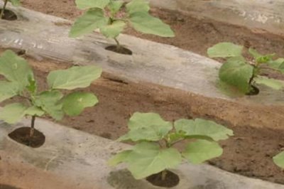 茄子中棚覆盖栽培的技术要点,生产上多采用大小行定植