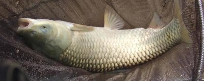 水库草鱼钓底还是半水,根据时间及水体氧气含量调整