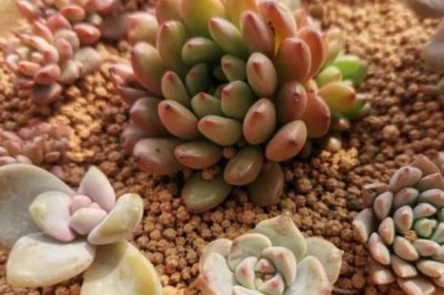 多肉植物用什么土，不同种类在土壤配制上不同