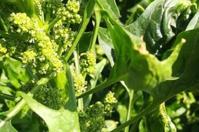 菠菜会开花吗,养分充足或采收不及时会促使菠菜开花
