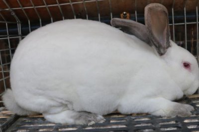 獭兔配种技术,直接影响着獭兔的产量