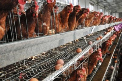 如何提高蛋鸡的产蛋率，可在饲料中添加营养