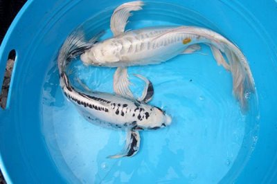 龙凤锦鲤公母分辨方法,雌鱼头部窄长、雄鱼头部宽短