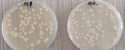 农用枯草芽孢杆菌可以治什么病，可以治水稻纹枯病，小麦纹枯病等