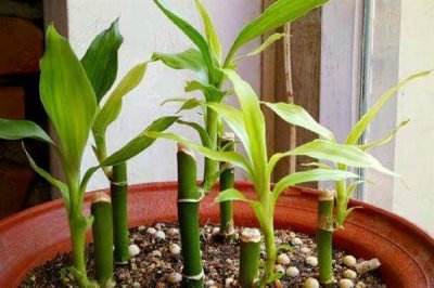 富贵竹的修剪方法,剪除弱芽、多余芽、高竹芽