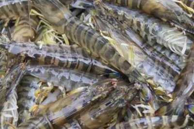 斑节对虾的产地,一般栖息于浅海海域