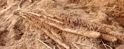 山药的种植方法，第1次浇水不可太多