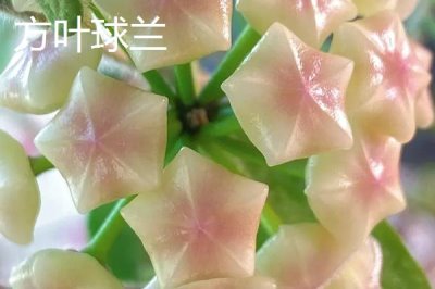 球兰哪个品种好看,品种众多各有特点