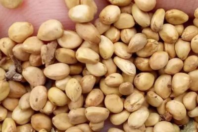 刺梨种植技术,繁殖方式有种子繁殖和扦插繁殖