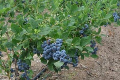 蓝莓的产地,原产地是加拿大东部和美国东部及南部