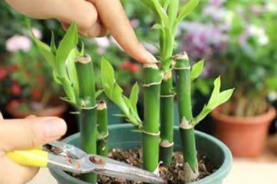 富贵竹的修剪方法,剪除弱芽、多余芽、高竹芽