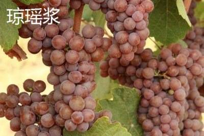 酿制葡萄酒的方法,采摘后需经过多道工序处理才能装瓶