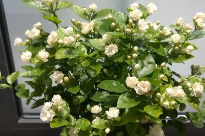 茉莉花花谢后该如何修剪，一定要及时将病虫枝剪除