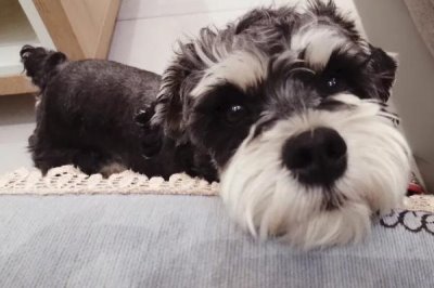 最好养的10种小型犬,包括泰迪犬、西施犬、柯基犬等品种