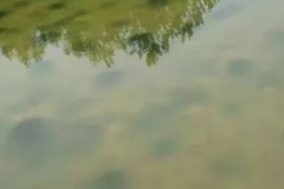 鳇鱼与鲟鱼的区别,达氏鳇为鲟鱼中的一种