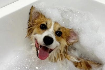 狗狗什么时候配种,第二次发情期开始配种