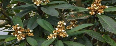 枇杷花期管理技术，在十月份就要做好施肥工作