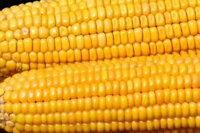 秋天钓草鱼的技巧,垂钓前可用玉米等饵料打窝