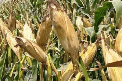 黔糯211玉米种子简介，中抗丝黑穗病