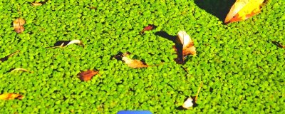 浮萍的寓意，寓意随波逐流