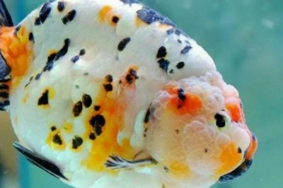 金鱼一般能活多久，一般能活到6、7岁