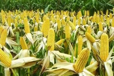 怎么避免玉米出现畸形穗，需适期播种、避开早春的极端气温
