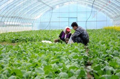 蔬菜的种植成本和利润,一亩蔬菜大棚所需成本为7000元左右