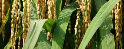 蒂香优莉泰香水稻种子简介，感温籼型三系杂交水稻品种