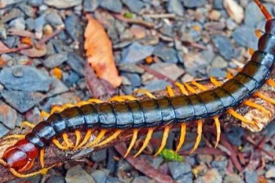 蜈蚣的食物，喜欢吃蝗虫、蟋蟀、蜻蜓等活体昆虫