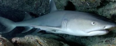 鲨鱼会不会游到浅水区,对海水气味敏感不会到浅水区