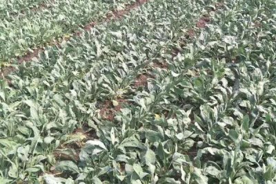 板蓝根的种植技术,整个生育期要中耕除草3次