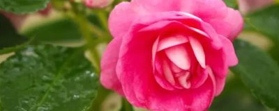 玻璃翠是否有毒，含有毒素不能养在家中